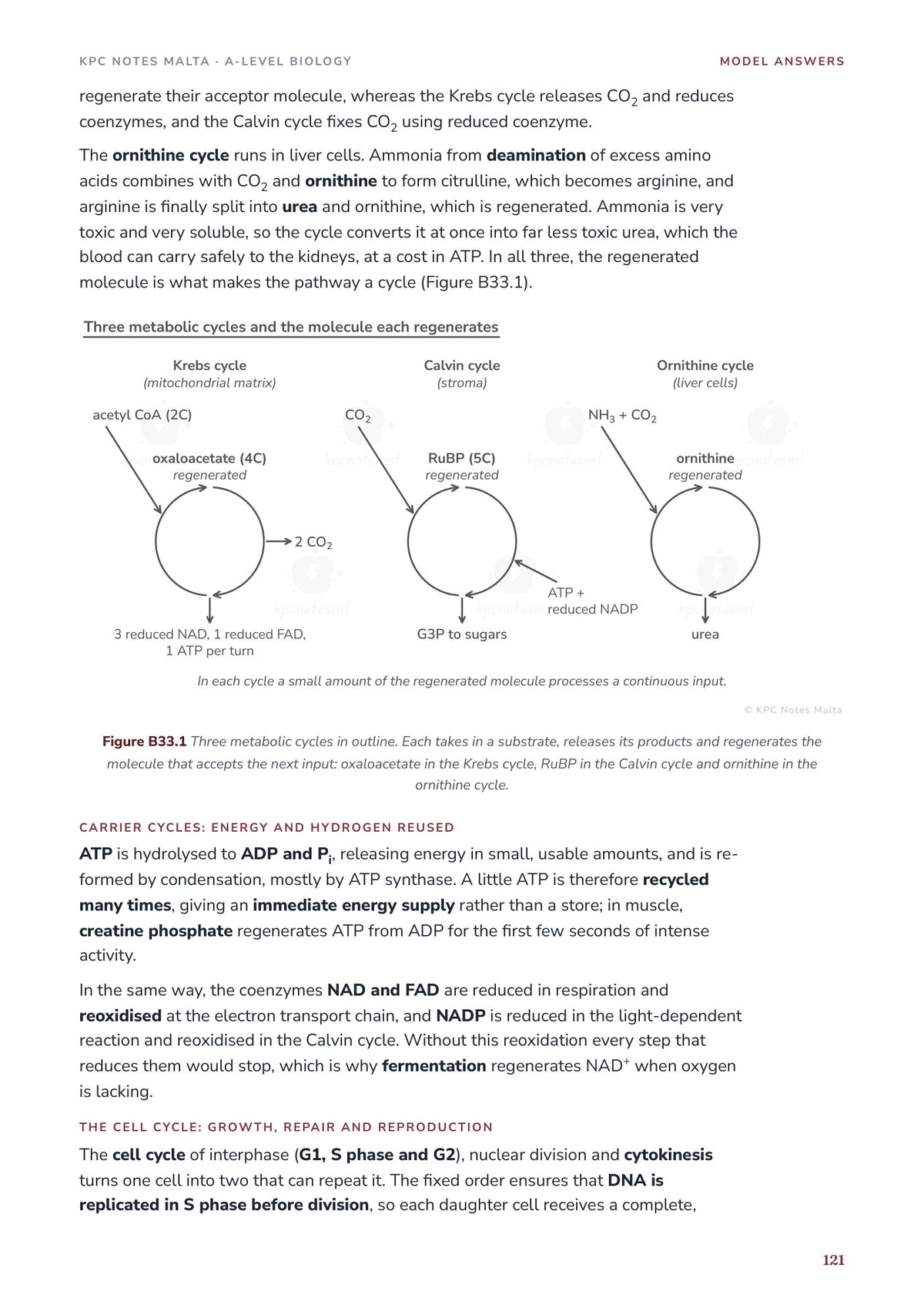 Model Answers: the cycles essay with three metabolic cycles