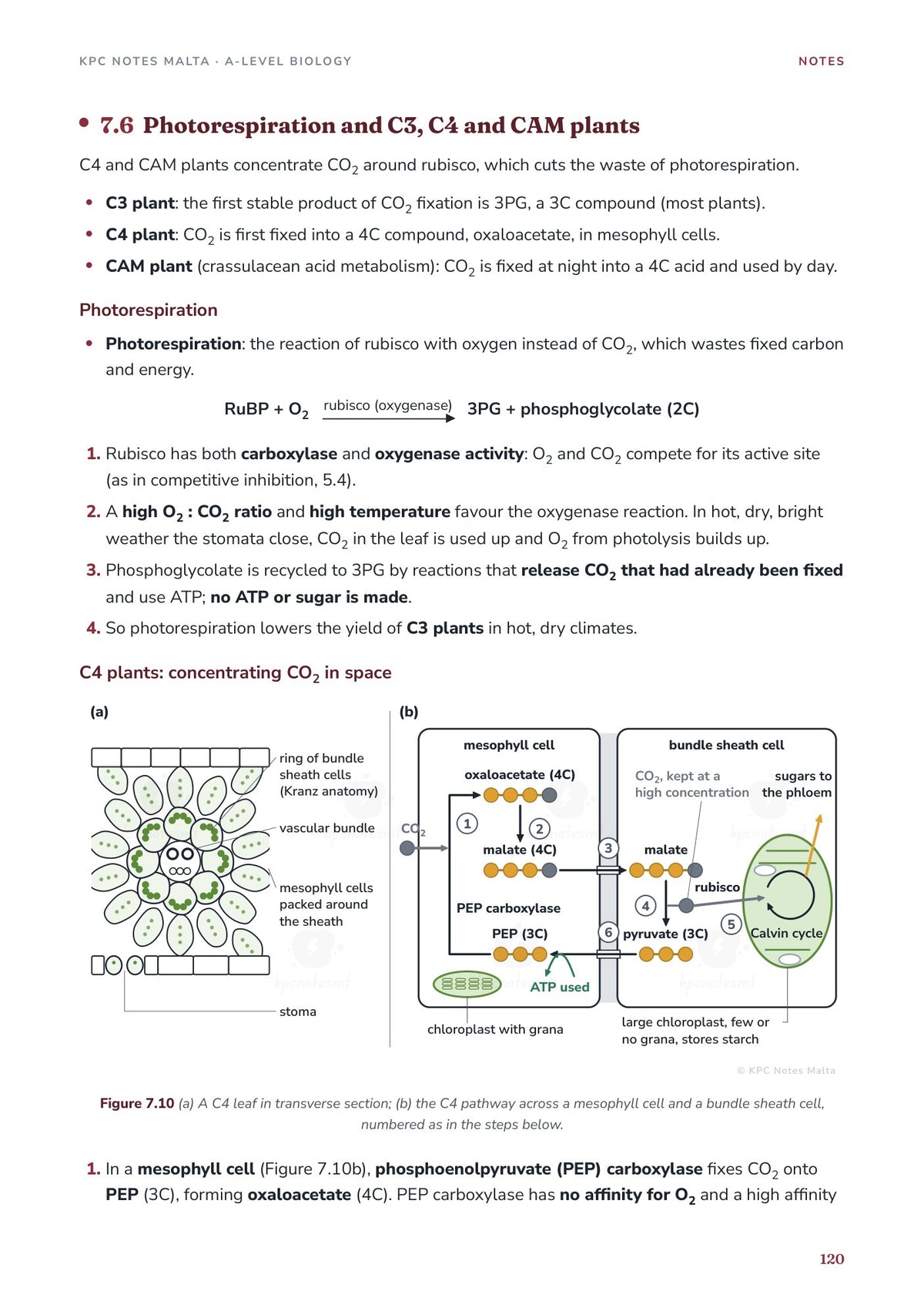 Note Pack: photorespiration and C4 plants, with Kranz anatomy diagram