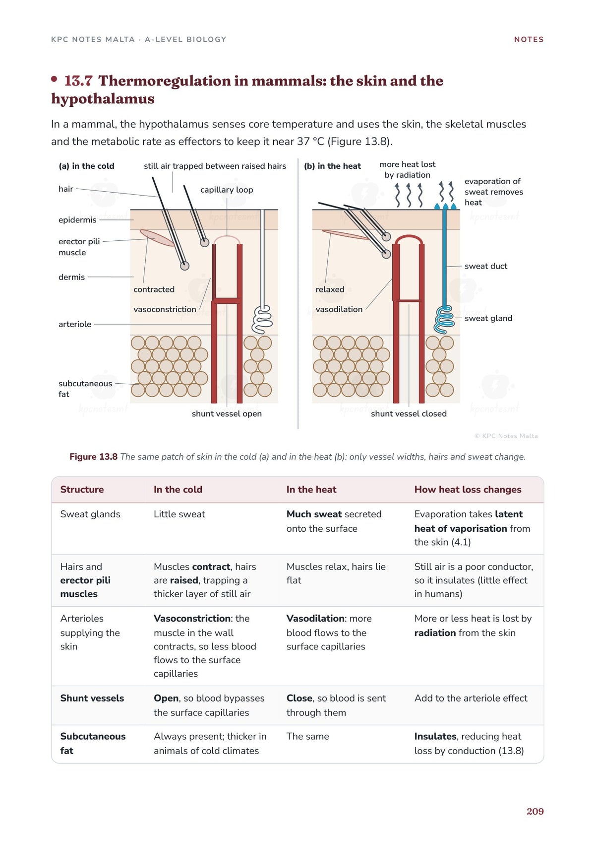 Note Pack: thermoregulation in mammals, the skin and the hypothalamus