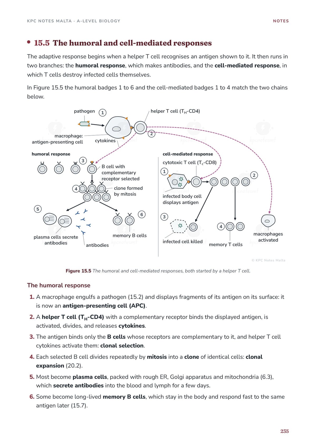 Note Pack: the humoral and cell-mediated immune responses