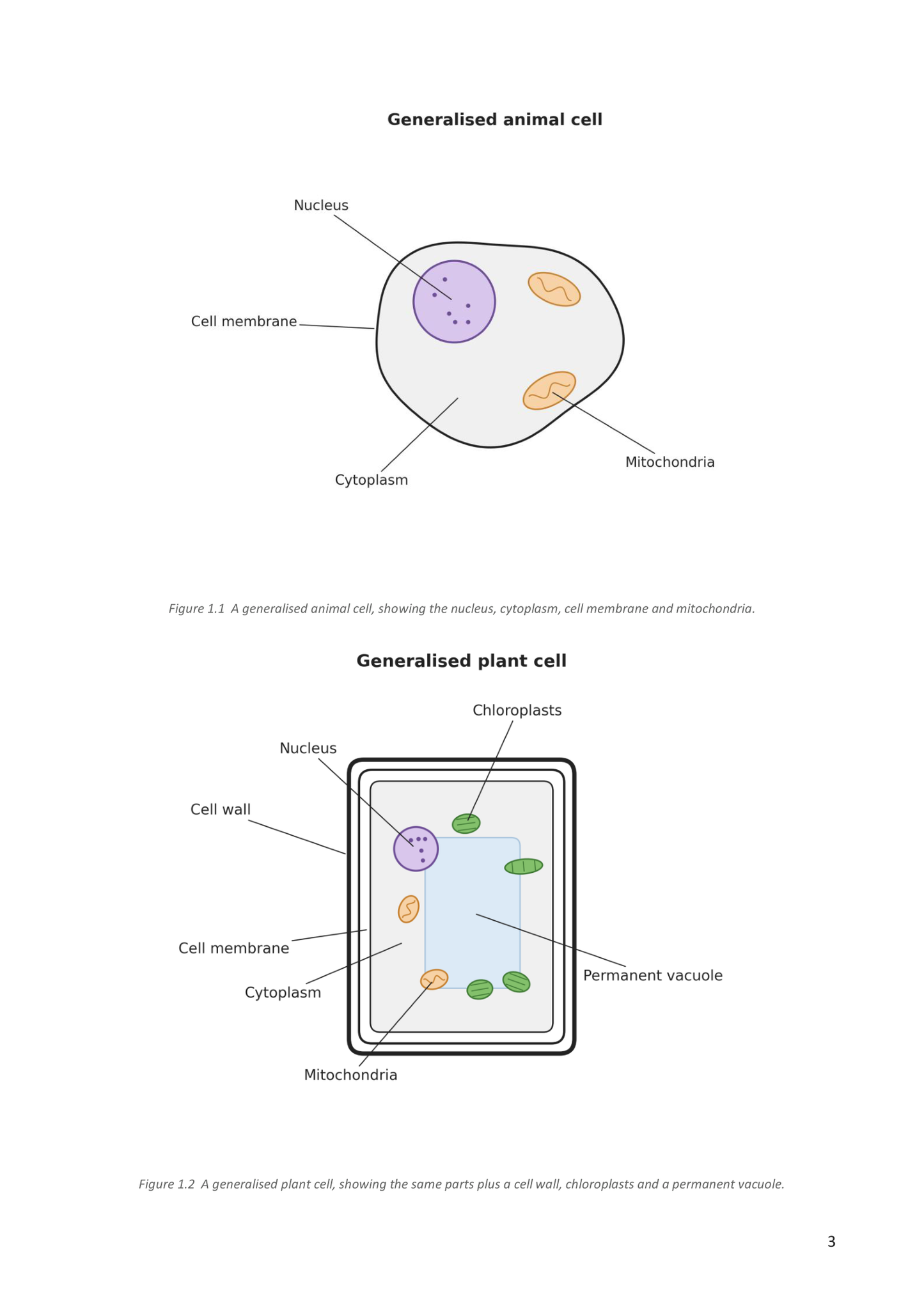Year 9 | Biology Notes & Workbook