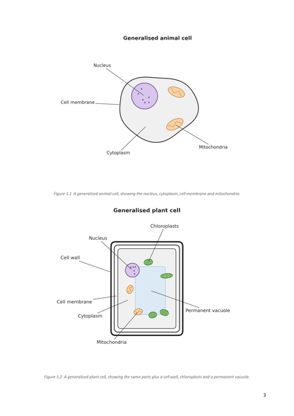 Year 9 | Biology Notes & Workbook