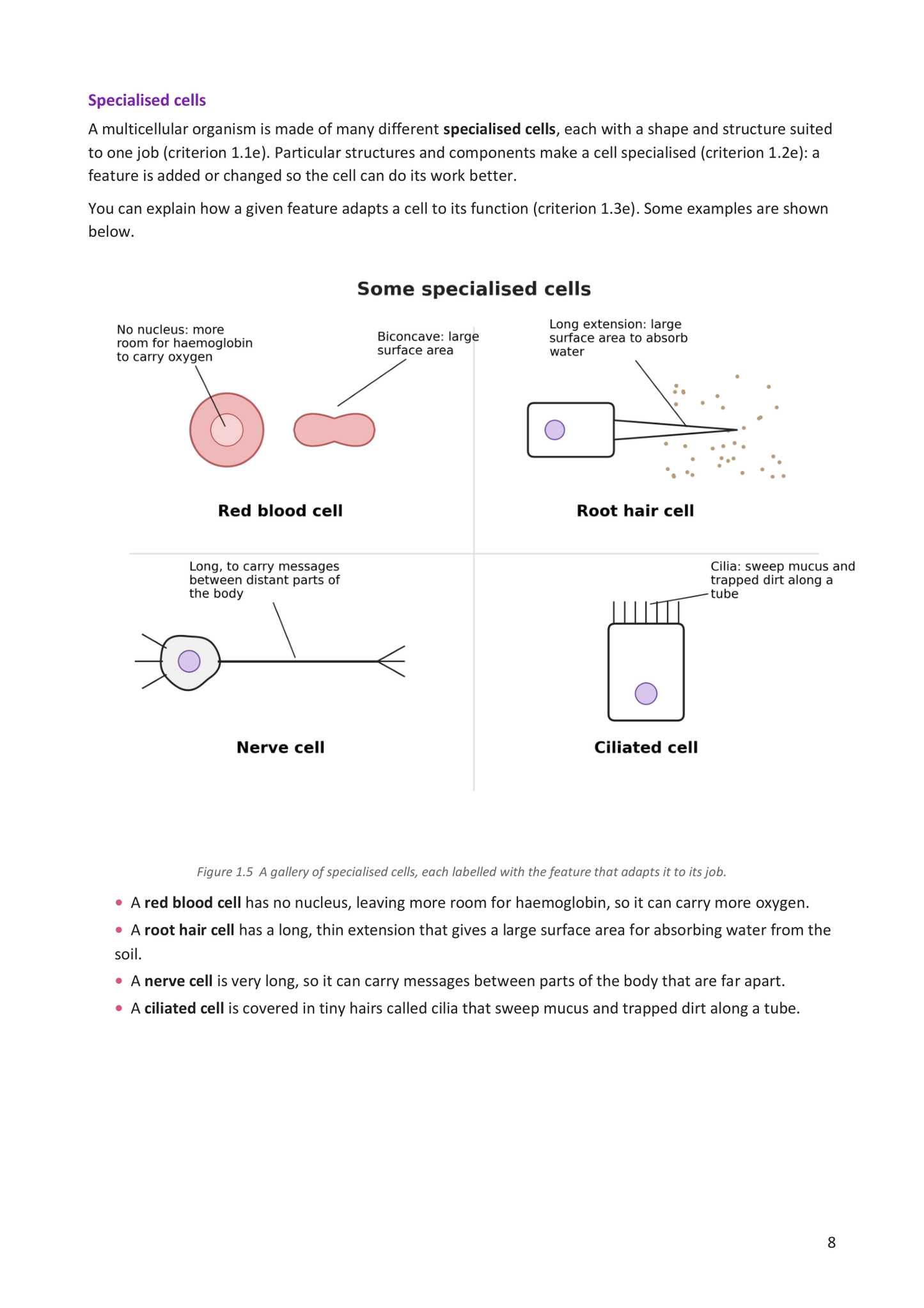 Year 9 | Biology Notes & Workbook