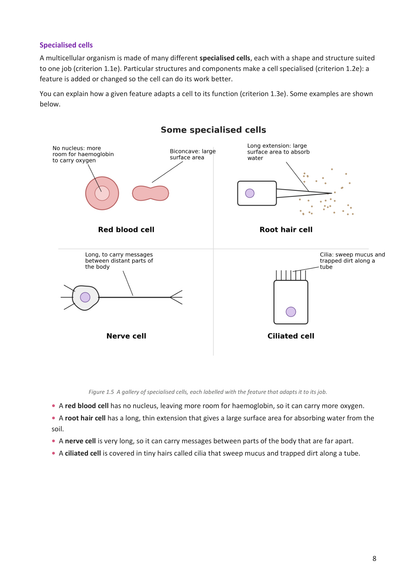 Year 9 | Biology Notes & Workbook