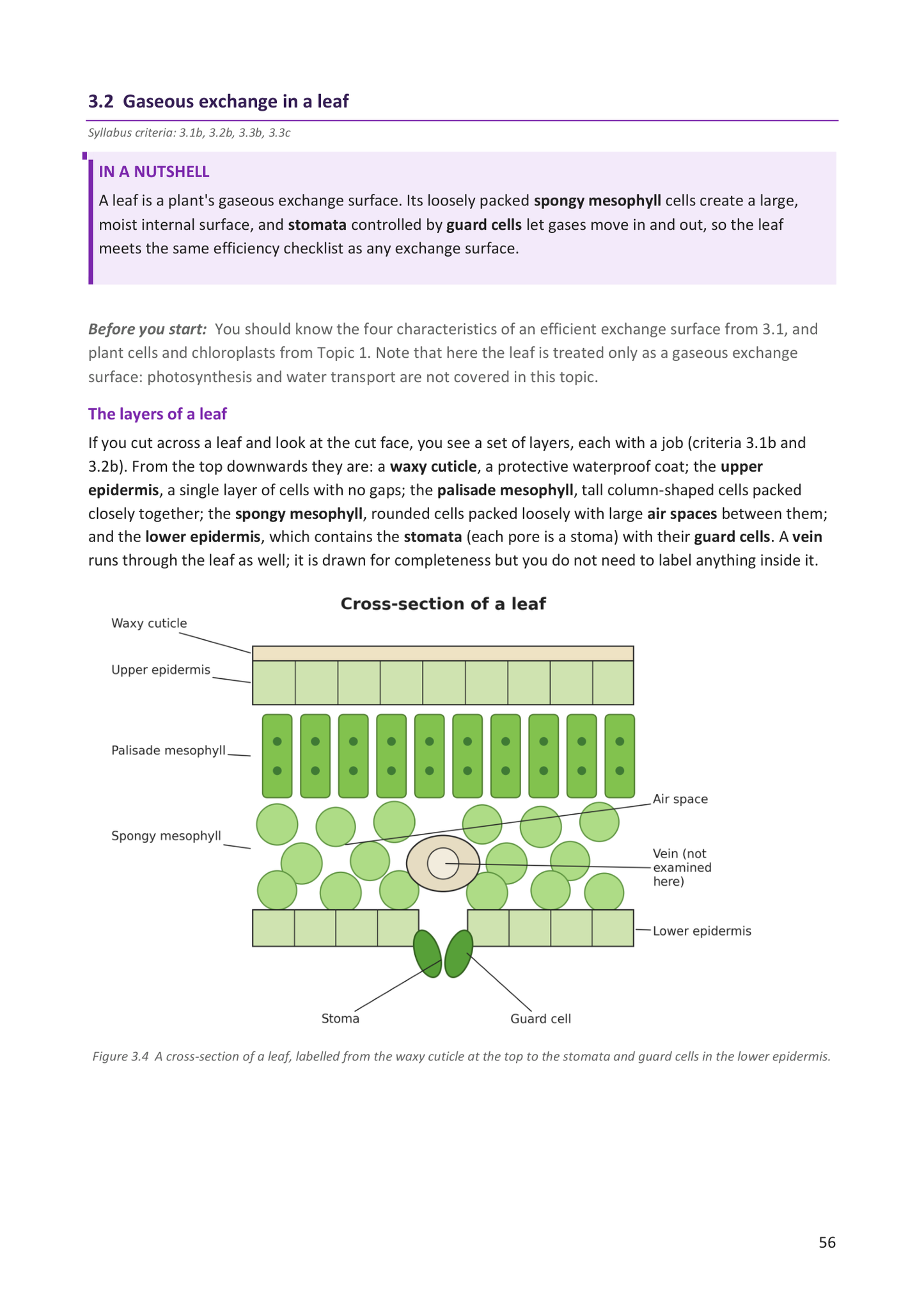 Year 9 | Biology Notes & Workbook
