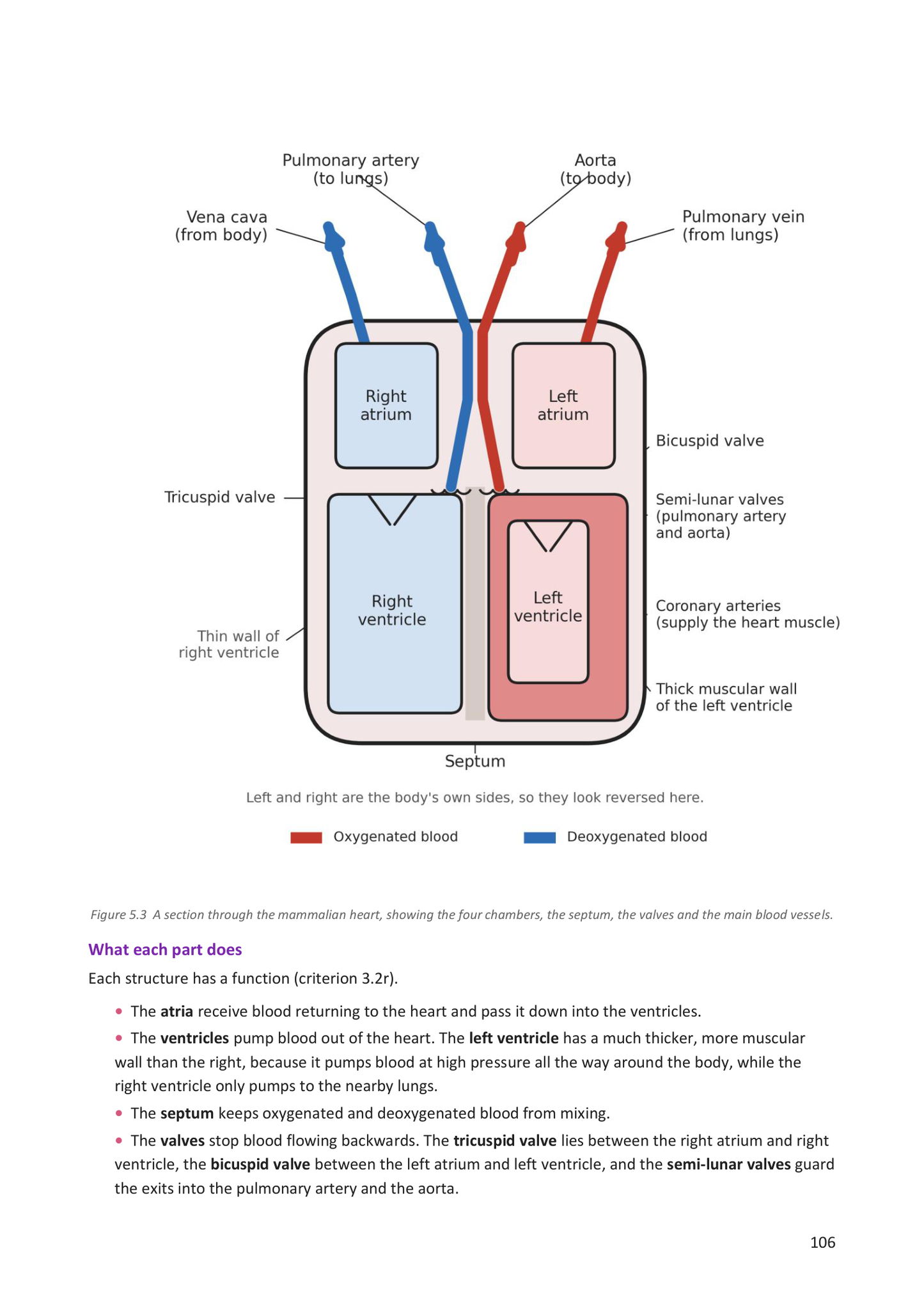 Year 9 | Biology Notes & Workbook