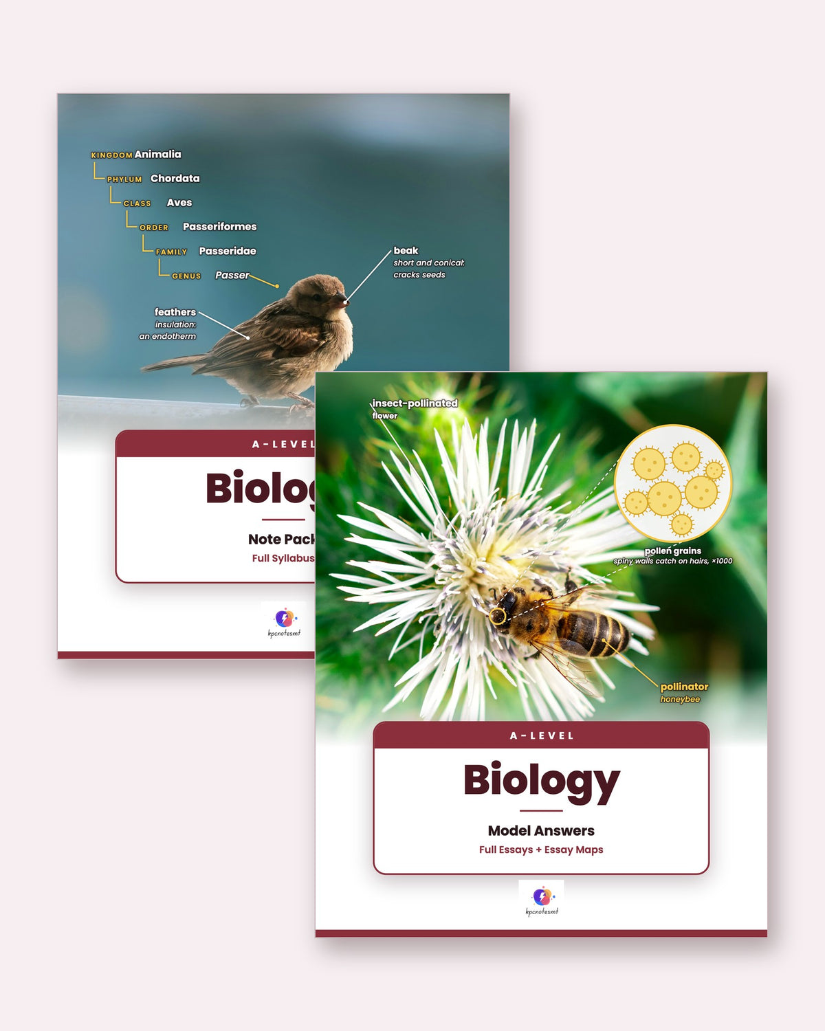 A-Level Biology Note Pack and Model Answers by KPC Notes Malta
