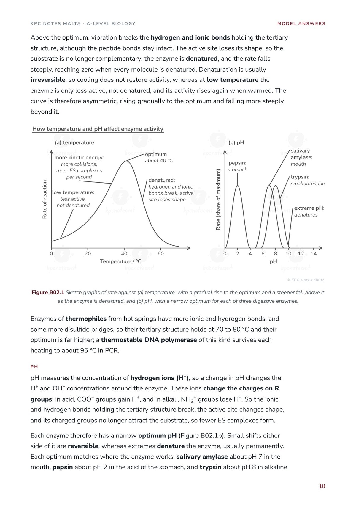 Model Answers: exam-style sketch graphs of enzyme activity