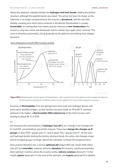 Model Answers: exam-style sketch graphs of enzyme activity