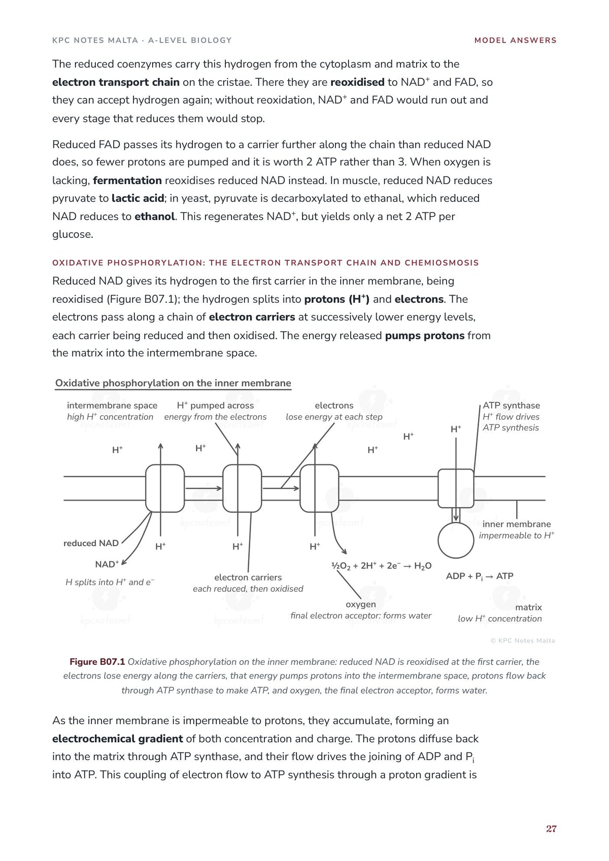Model Answers: oxidative phosphorylation drawn as in the exam