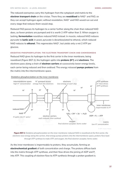 Model Answers: oxidative phosphorylation drawn as in the exam