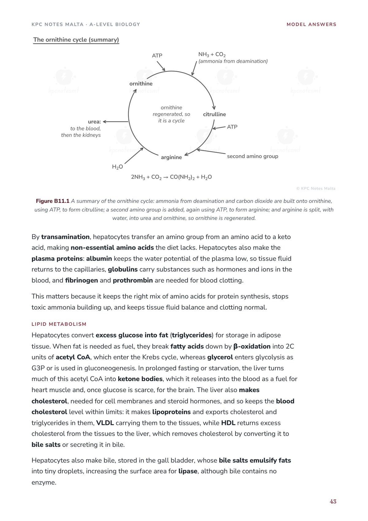 Model Answers: the liver essay with a summary of the ornithine cycle