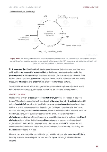 Model Answers: the liver essay with a summary of the ornithine cycle