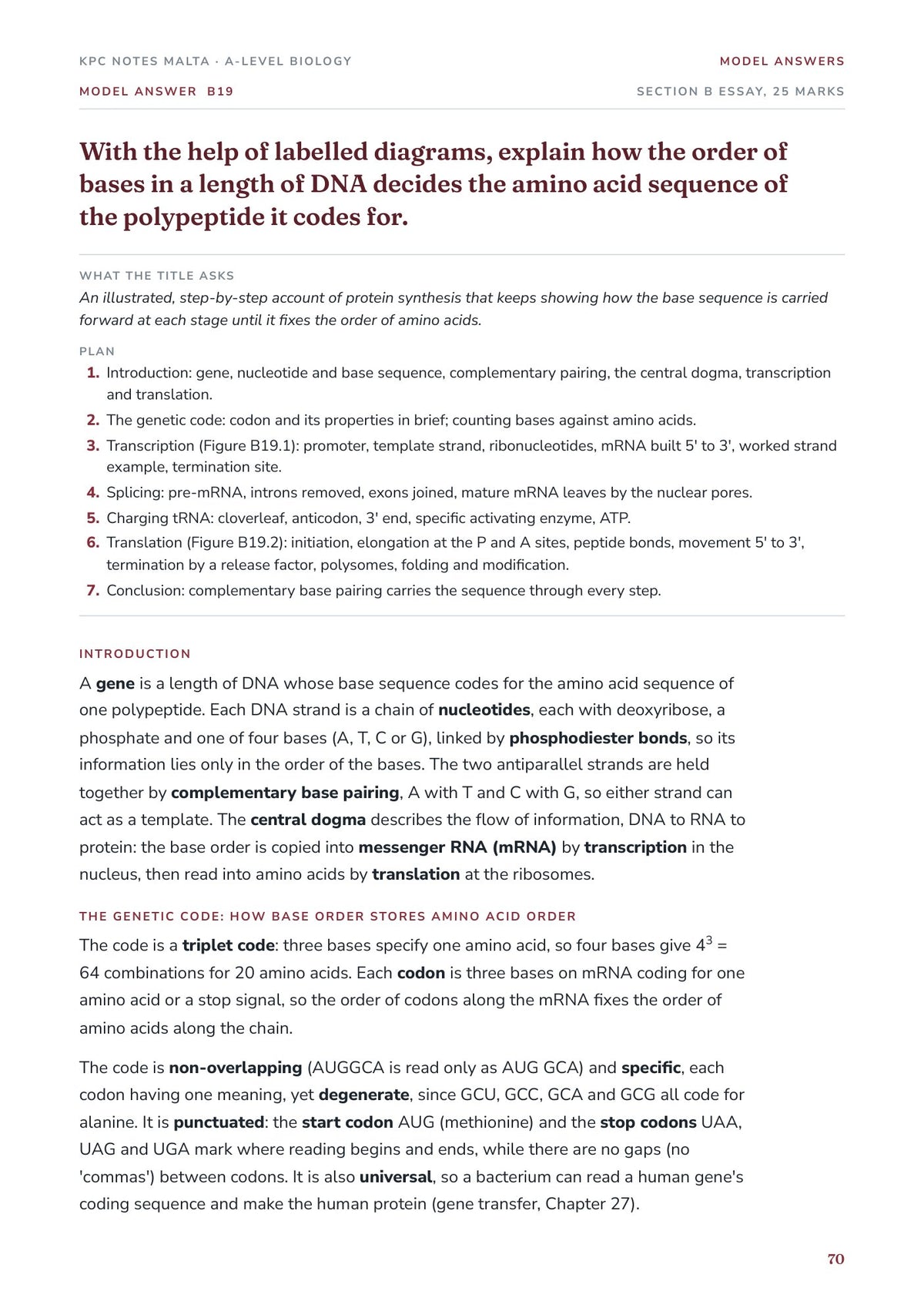 Model Answers: protein synthesis essay opening, with the plan