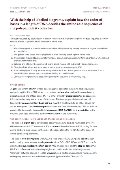 Model Answers: protein synthesis essay opening, with the plan