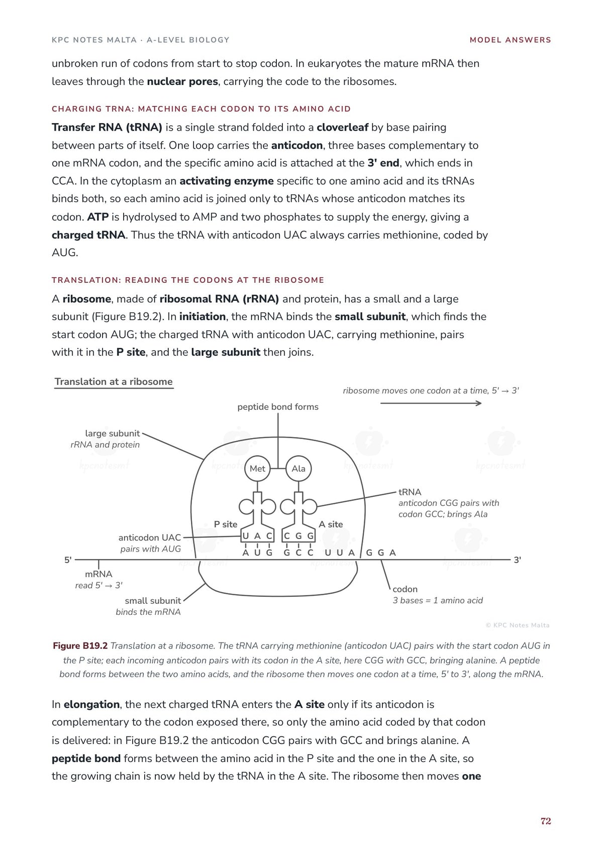 Model Answers: transcription and translation drawn as in the exam