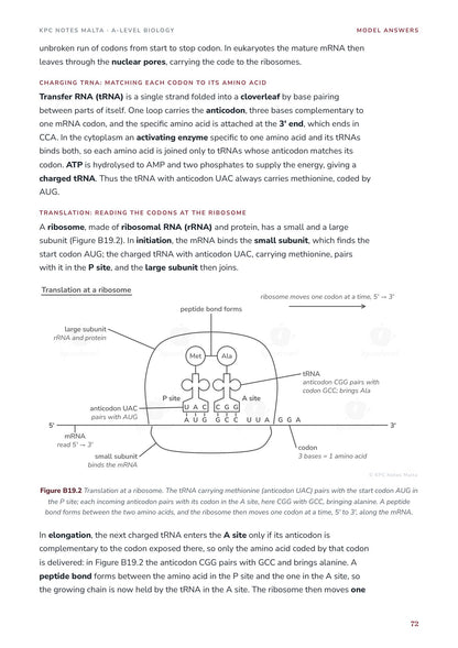 Model Answers: transcription and translation drawn as in the exam