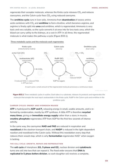 Model Answers: the cycles essay with three metabolic cycles