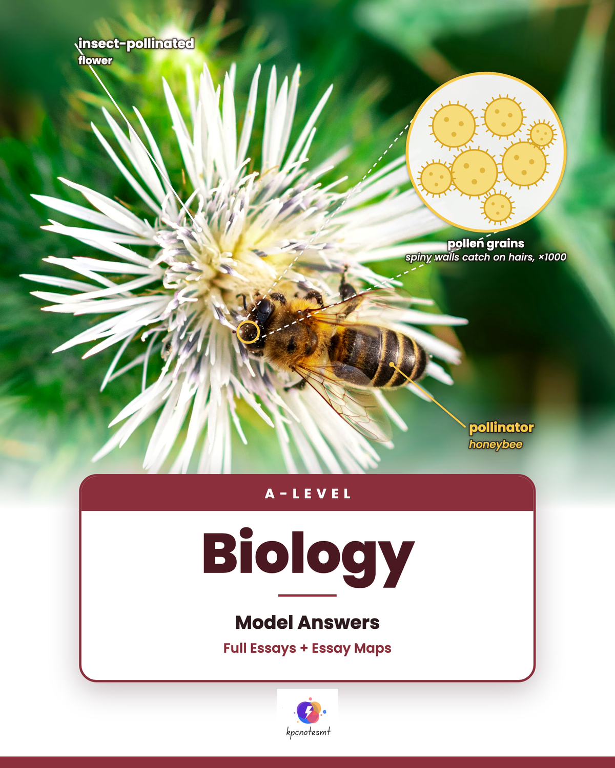 A-Level Biology Model Answers cover, full essays and Essay Maps