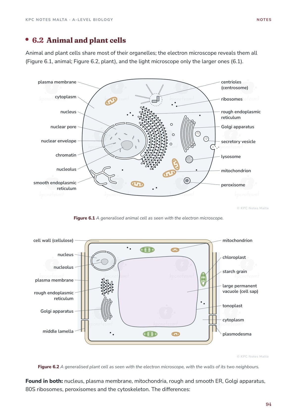 Note Pack: animal and plant cells, labelled electron micrograph drawings