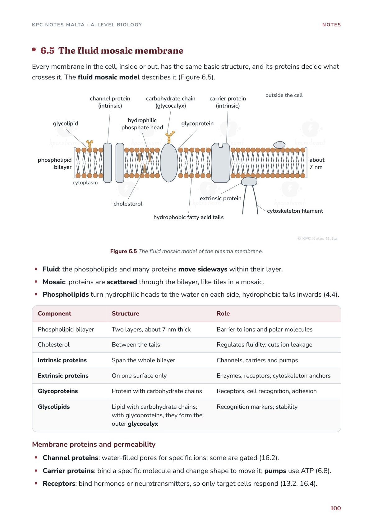 Note Pack: the fluid mosaic membrane, diagram and table of components