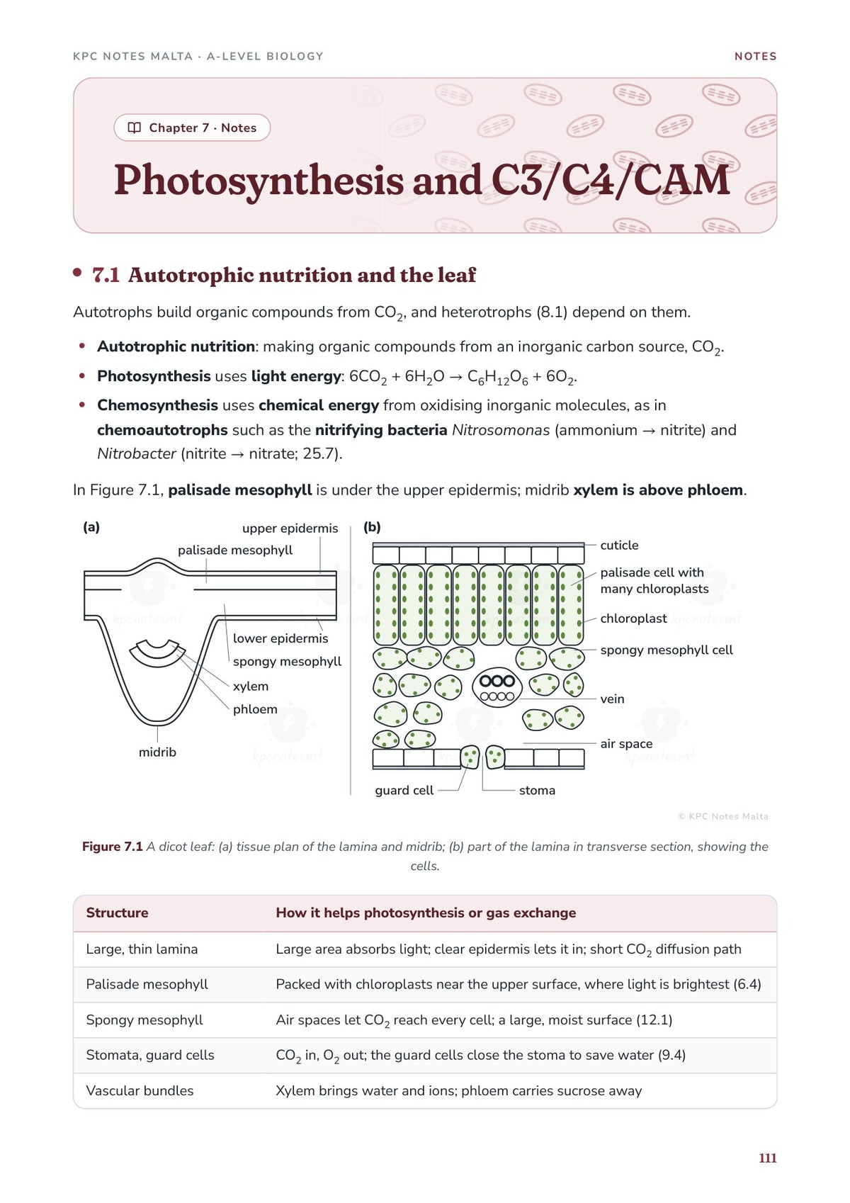 Note Pack: Chapter 7 opener, photosynthesis and the structure of the leaf