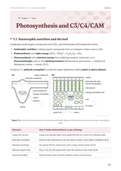 Note Pack: Chapter 7 opener, photosynthesis and the structure of the leaf