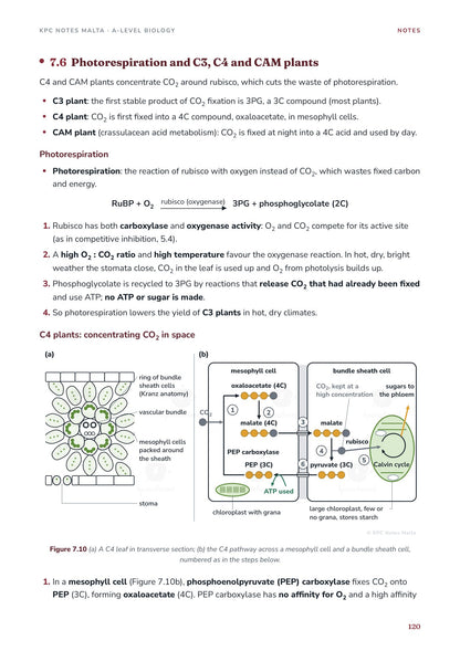 Note Pack: photorespiration and C4 plants, with Kranz anatomy diagram