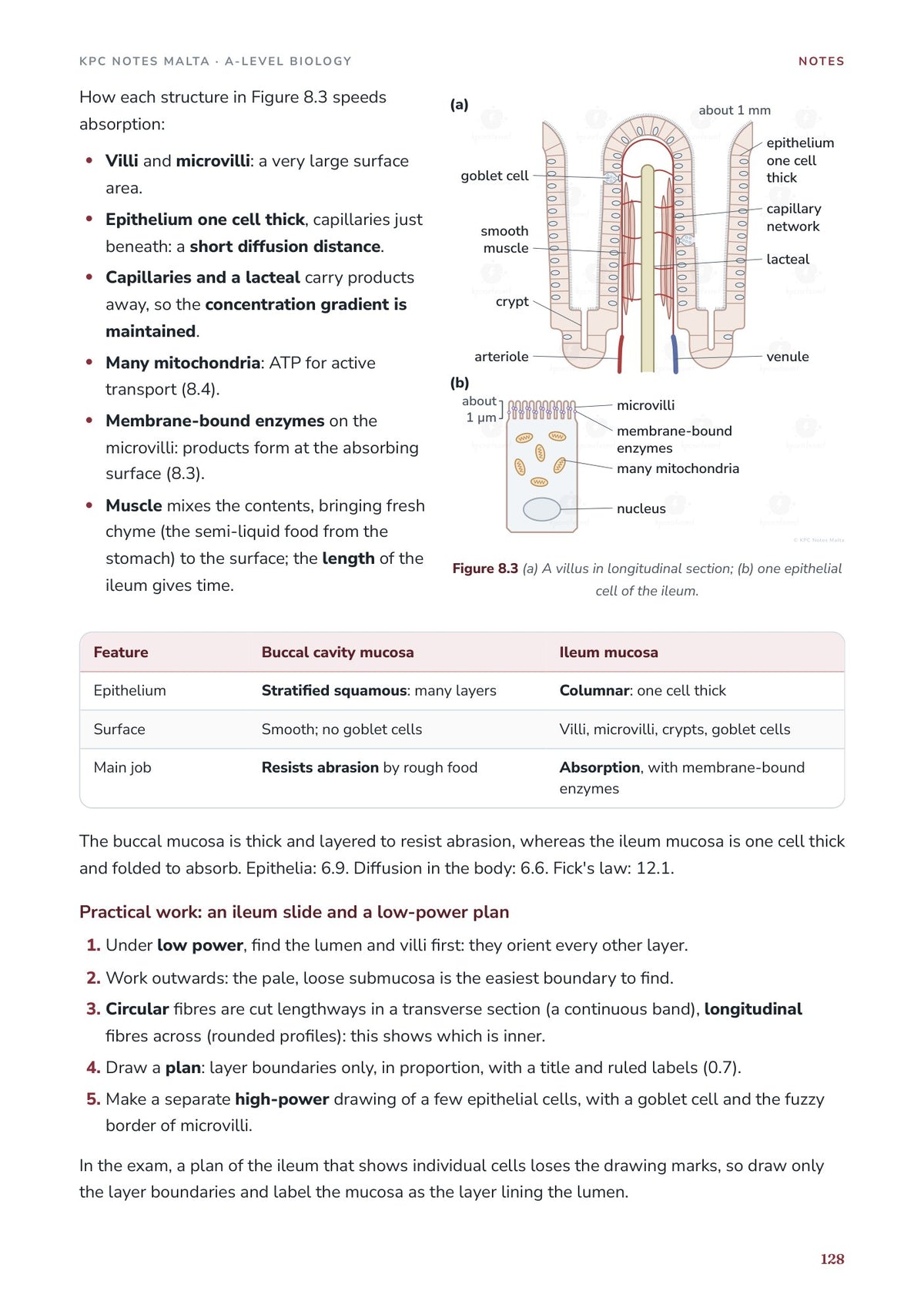 Note Pack: the stomach and the digestion of carbohydrates and proteins