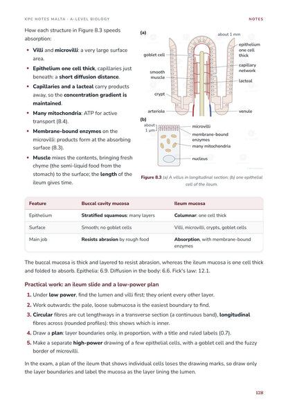 Note Pack: the stomach and the digestion of carbohydrates and proteins