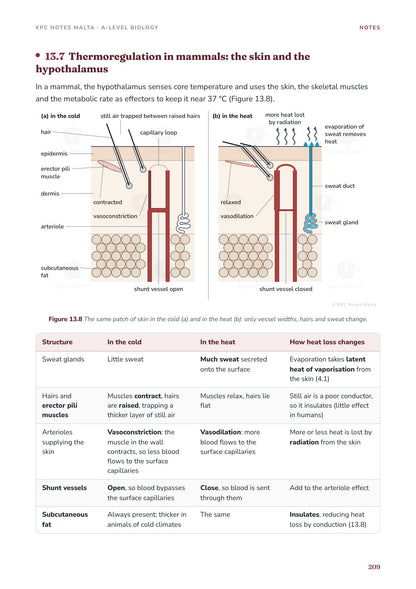 Note Pack: thermoregulation in mammals, the skin and the hypothalamus