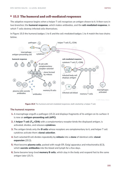 Note Pack: the humoral and cell-mediated immune responses