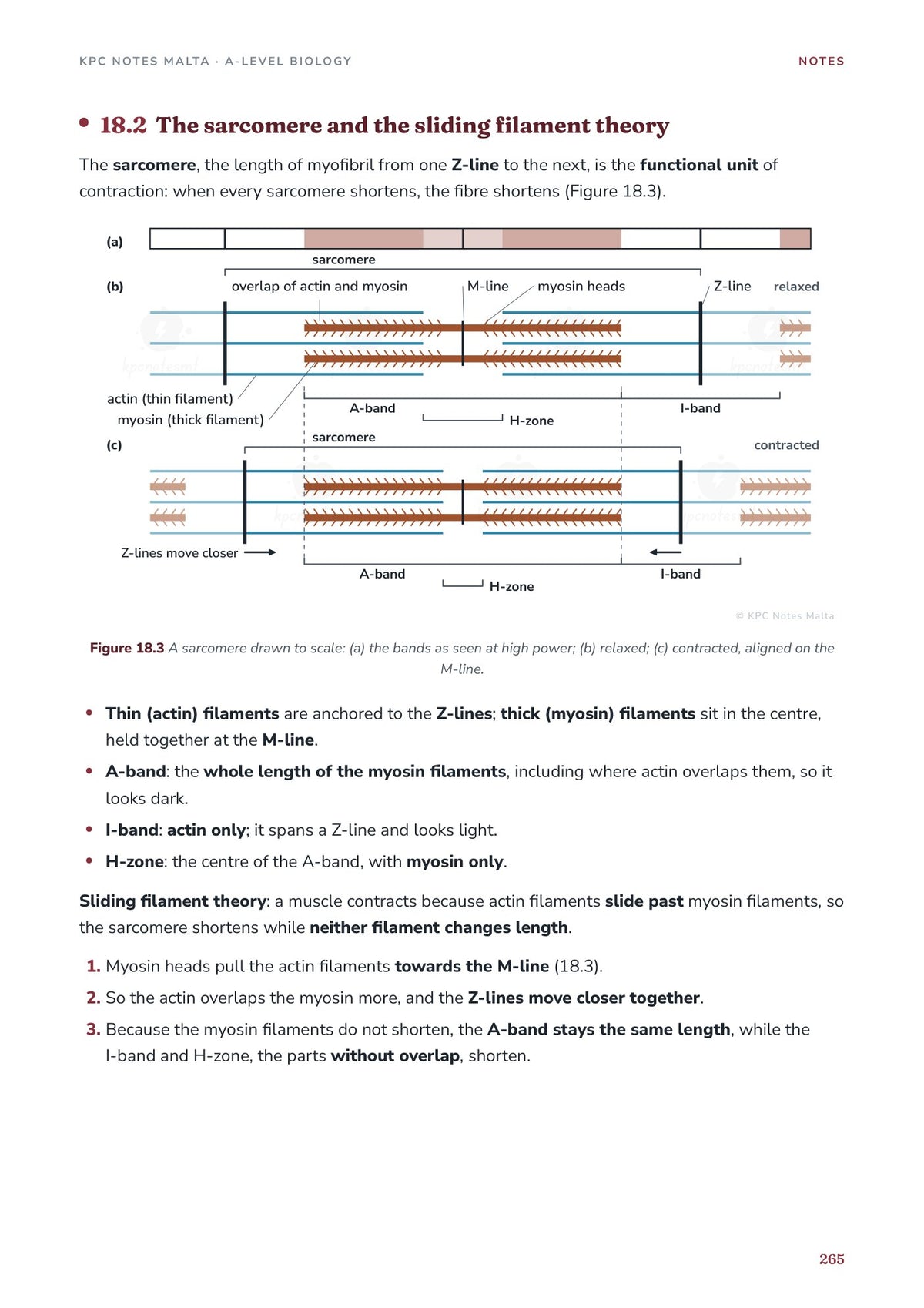 Note Pack: the sarcomere and the sliding filament theory
