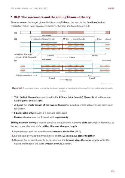 Note Pack: the sarcomere and the sliding filament theory