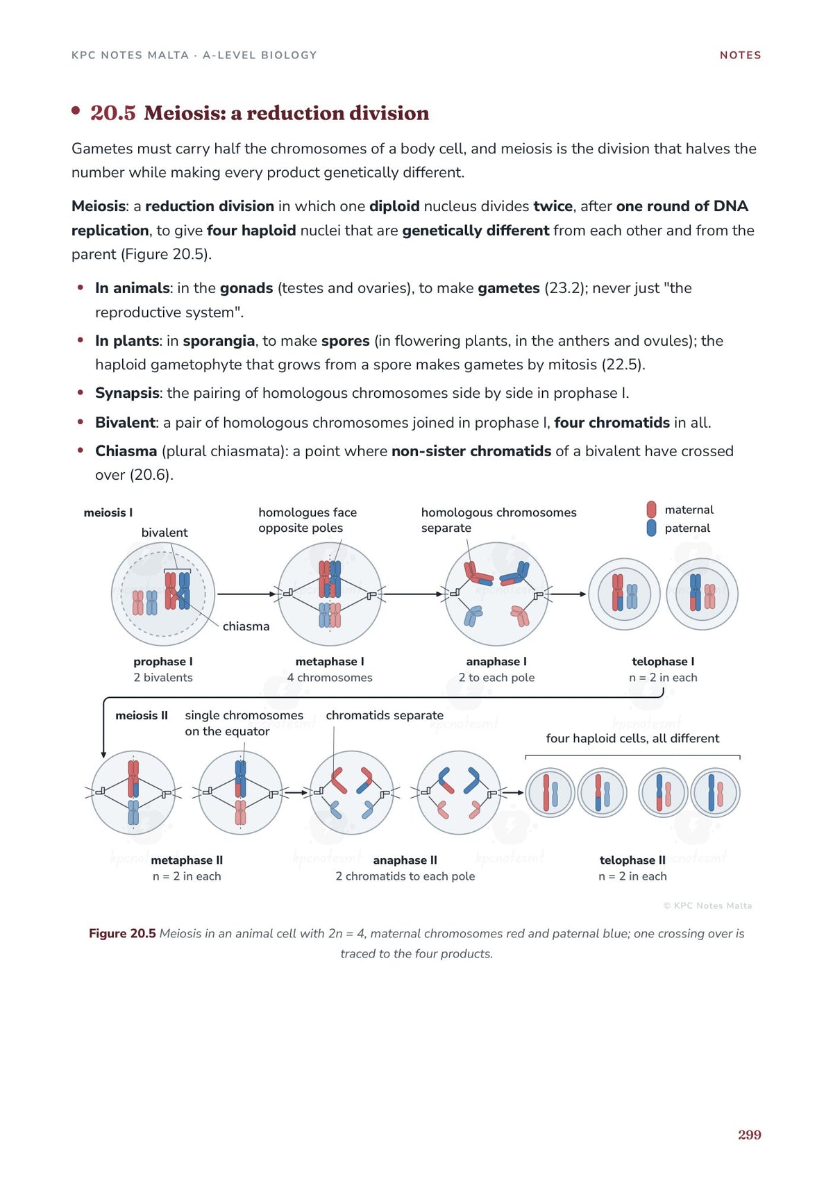 Note Pack: meiosis, the reduction division, stage by stage