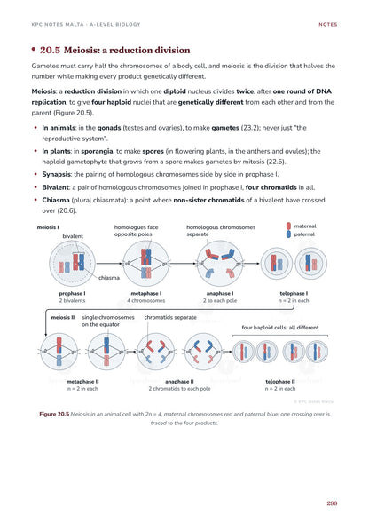 Note Pack: meiosis, the reduction division, stage by stage