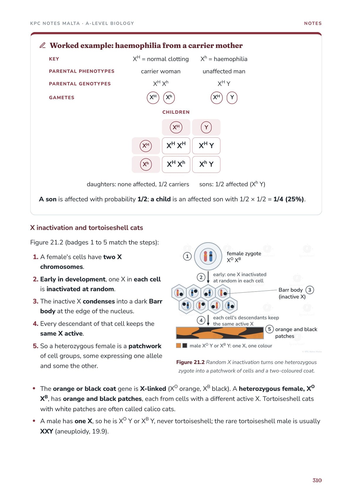 Note Pack: worked example on sex linkage, haemophilia from a carrier mother