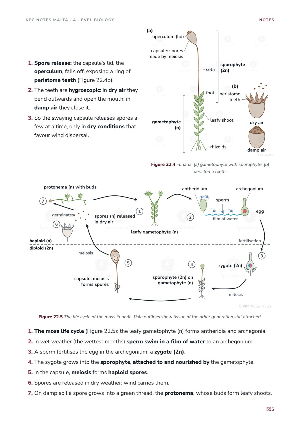 Note Pack: the moss life cycle