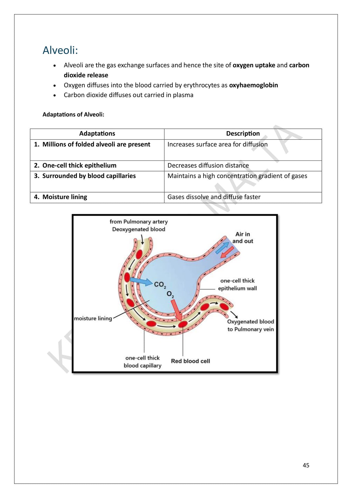 Gas Exchange: the alveolus and its adaptations (page 45)