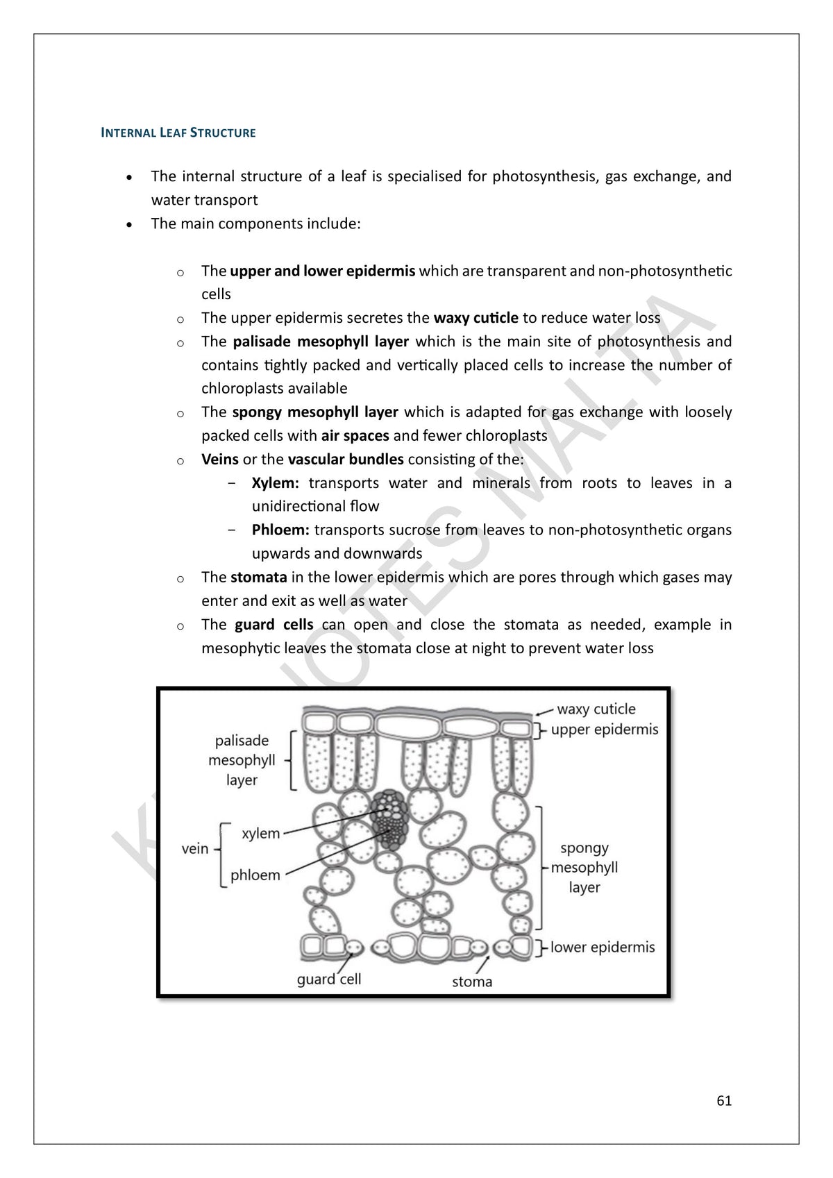 Photosynthesis: the internal structure of a leaf (page 61)