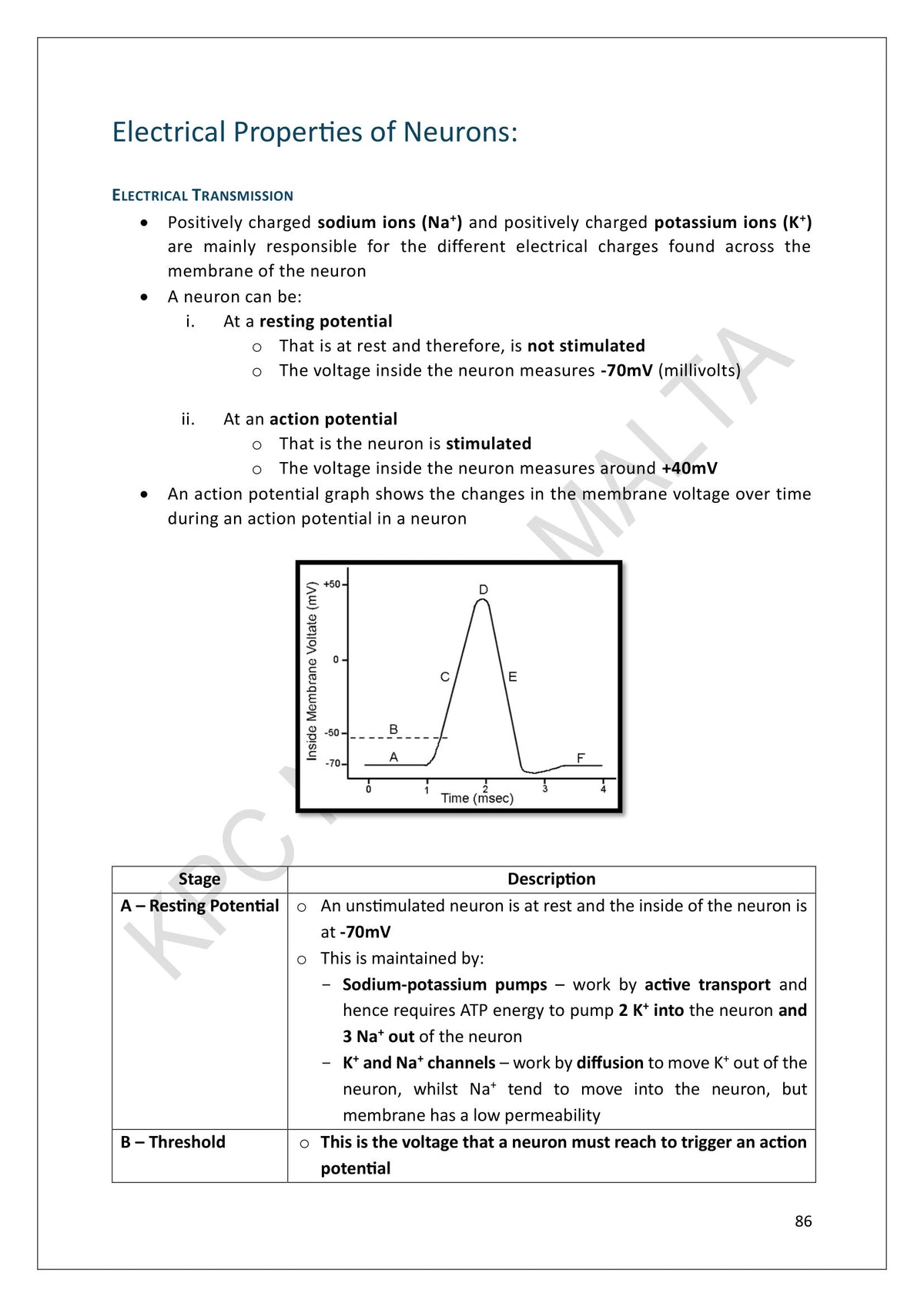 Nervous System: the action potential, stage by stage (page 86)