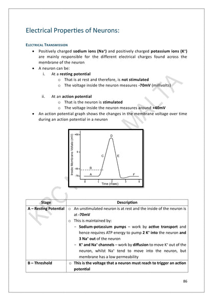 Nervous System: the action potential, stage by stage (page 86)