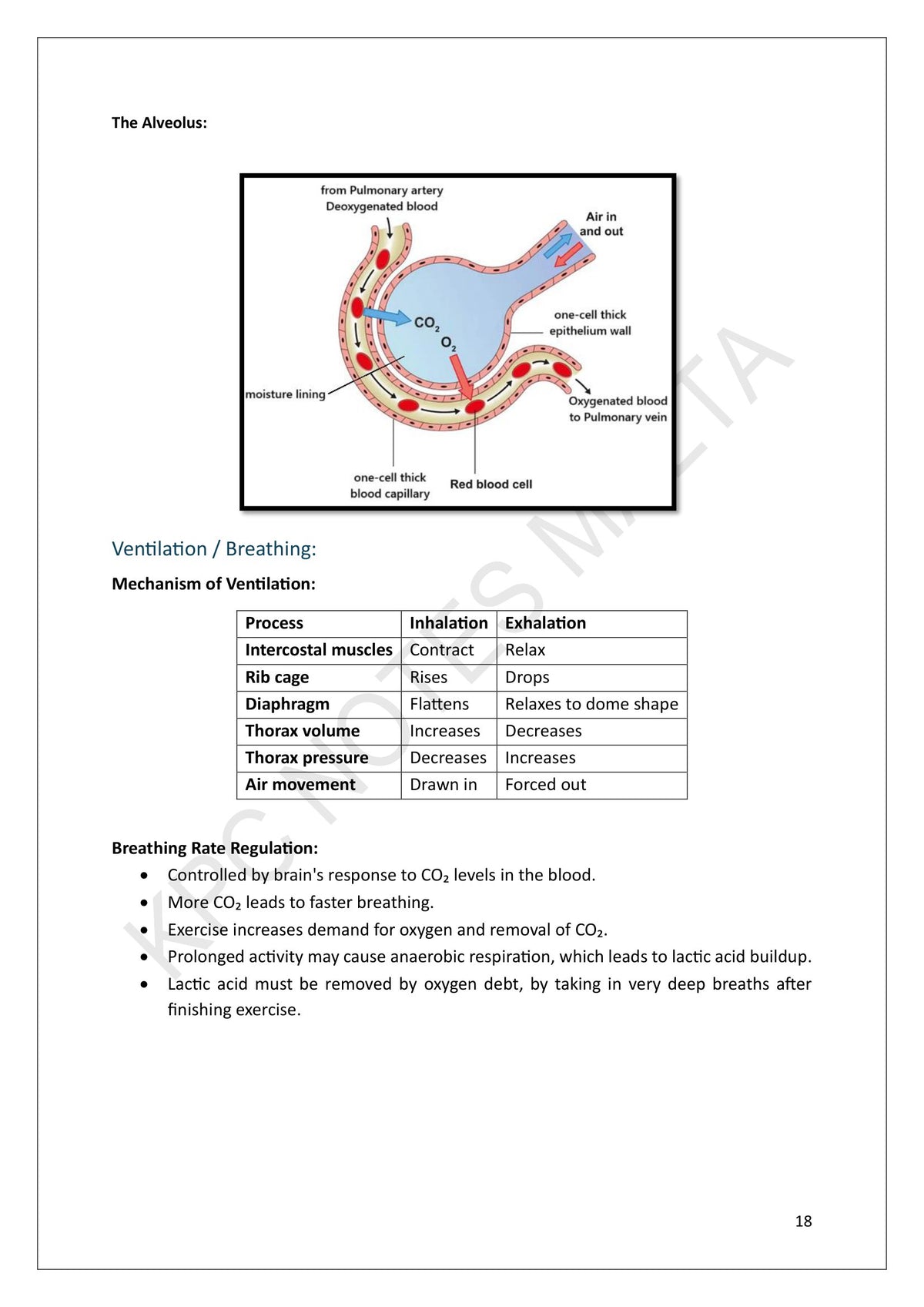 Year 9: the alveolus, and the mechanism of ventilation set out as a table (page 18)