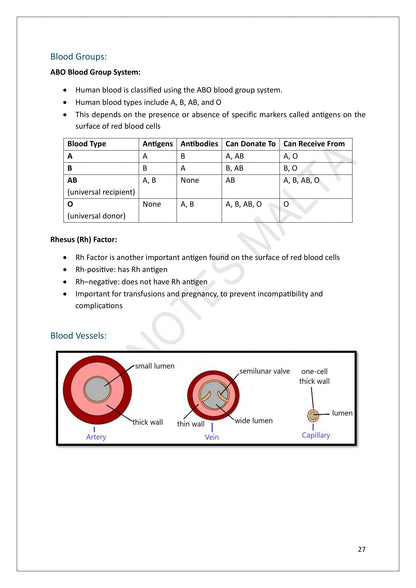 Year 9: the ABO blood group system, the rhesus factor and the three blood vessels (page 27)