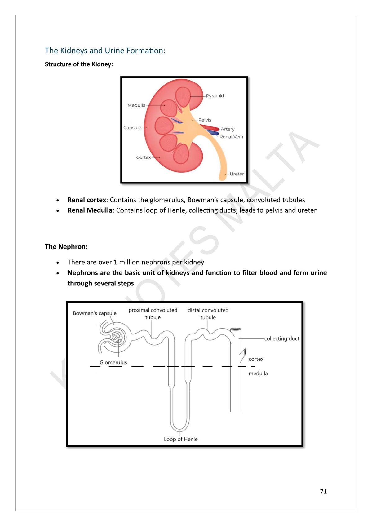 Year 10: the structure of the kidney and the nephron, labelled (page 71)