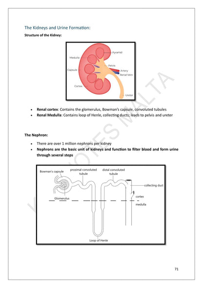 Year 10: the structure of the kidney and the nephron, labelled (page 71)