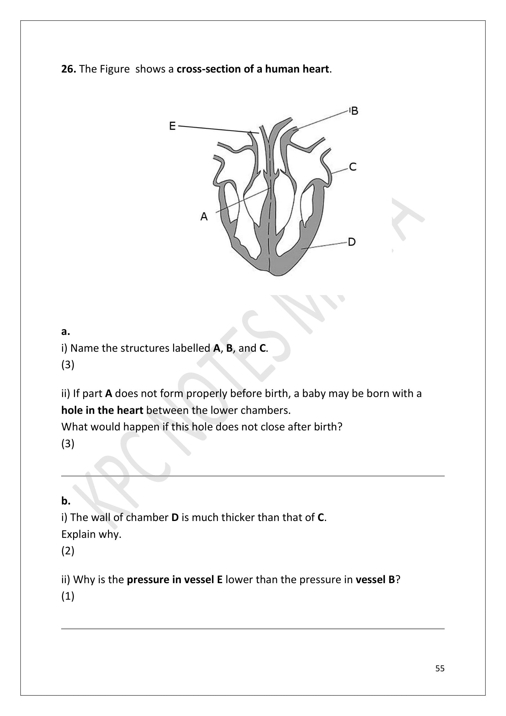 Questions: Section C, labelling a cross-section of the human heart (page 55)